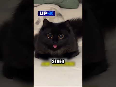 Огромное скопление ПАУКОВ 🕷😱