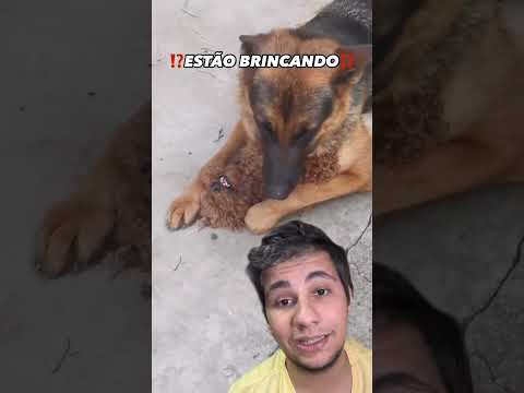 SABIA DESSA⁉️ #cachorro #pets #caesengracados #dueto #caes #react #adestramento #animaisdeestimação