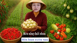 Ngỡ là mất trắng, ai ngờ rau bội thu sau trận mưa - chuyến hái rau nhớ đời cười ra nước mắt 🤪