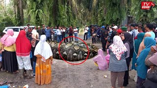 Ngeri‼️ Seorang Nenek di Parepare Dimangsa Ular Piton Raksasa Saat di Kebun, Warga Sekampung Geger