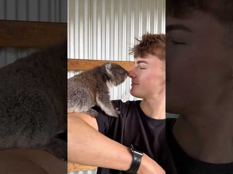 When an animal decides to trust you… that’s everything.💛#animals #cats #dog #bird #monkey #shorts