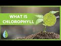 Chlorophyll: Understanding the Green Pigment