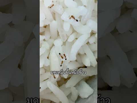 มดเหม็นขึ้นหม้อข้าว ต้องกำจัดอย่างไร? 🐜 #ช่องโอเล่ #ลุงมีของดี
