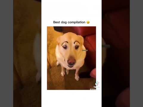 I dare you not to laugh at these funny dogs 🤣 🐕