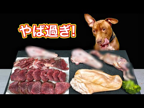 【犬の咀嚼音】豚の耳や骨をボリボリ食べる咀嚼音がクセになる!!閲覧注意ASMR