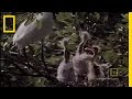 Egret and Alligator Interaction Quiz