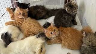Kumpulan kucing ras mulai dari persia, himalaya, ragdoll, dan british short ada siap adopsi jakarta