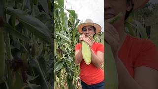 Diz aí qual receita de milho vocês mais gostam?