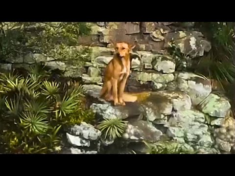 Resgate Na Montanha: Como Esse Cachorro Foi Parar Ali?