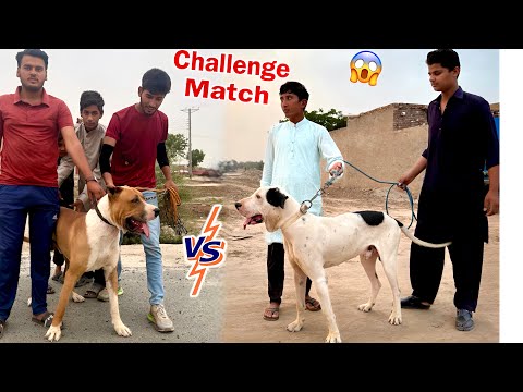 Our Bully Dog will have a Heavy Bully Dog Sy Challenge😱
