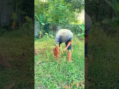 video lucu bikin ngakak hiburan warga+62 mau ketawa takut dosa funny video viral video