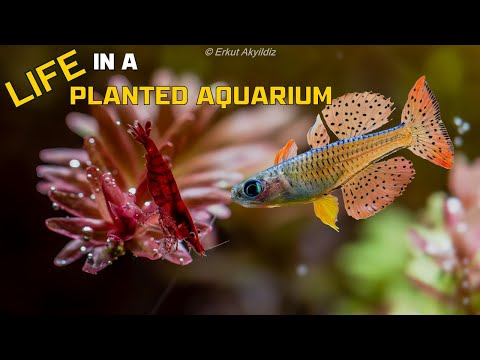 Life In A Planted Aquarium - Cinematic