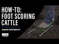 Cattle Foot Scoring Assessment