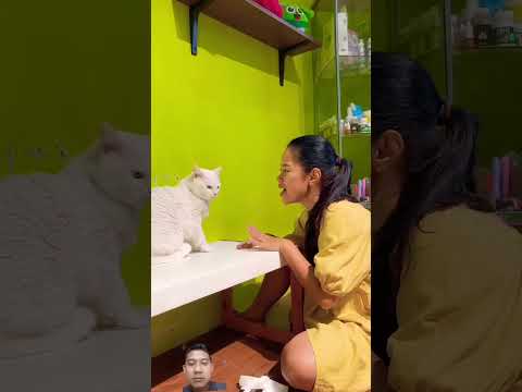 Kucing ku jelek #cat #catlover #kucing #funny #pets #shortsvideo #videoshorts