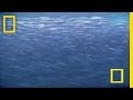 Herring Communication and Behavior