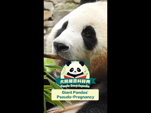 The Pseudo-Pregnancy In Giant Pandas| iPanda