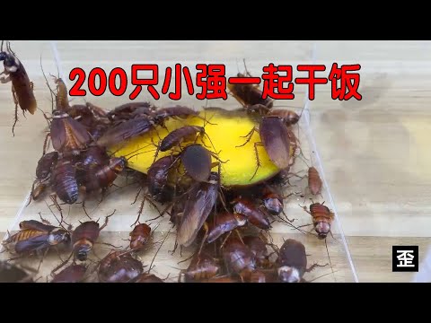 全程高能量！ 200隻小強一起乾飯，這畫面真的是醉了！