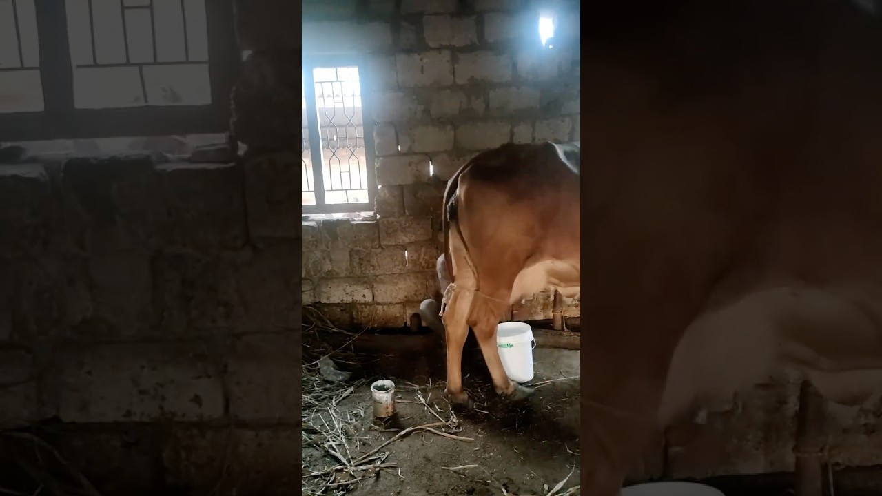 Buy Ghee with Video Proof - Order #87 Ghee Making Video