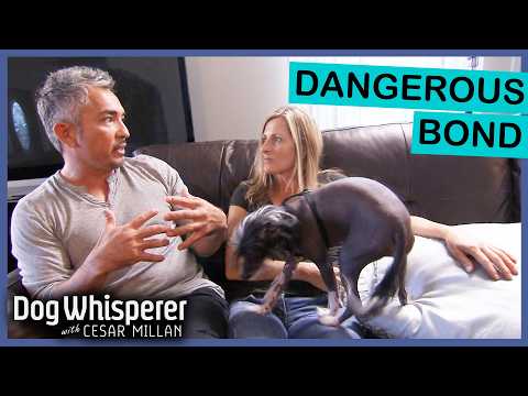 Overprotective Chinese Crested Dogs Attack Anyone Near Owner | Dog Whisperer With Cesar Millan