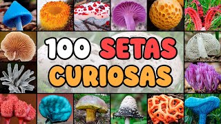 100 Hongos y Setas con su Nombre Científico para Identificarlos Fácilmente