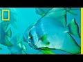 Exploration and Conservation of Ocean Life