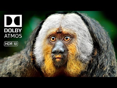 Amazing Wildlife in Stunning 8K HDR 120 FPS Video - Dolby Vision 4K Video ULTRA HD
