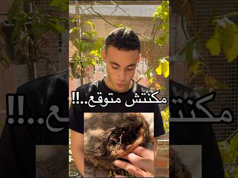 زرعت البطاطا فوق السطح وحصدتها ومتوقعتش النتيجه #explore #زراعة #نباتات #علوم_الزراعه #plants #اشجار
