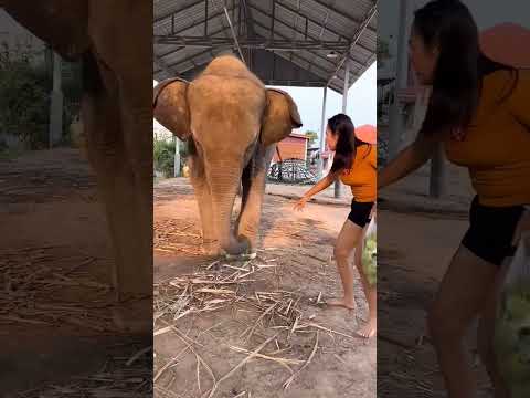 yah direbut gajah dehh #viral #funny