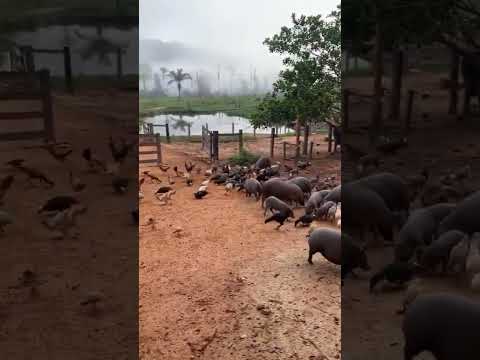 Vida na roça #fazenda #viral #viralvideo #videoviral #roça #roçaminhapaixão #shotsvideo #shorts