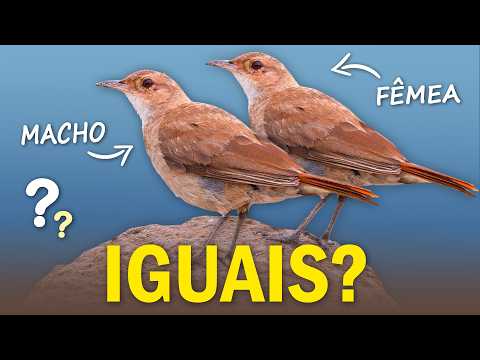 AVES em que Machos e Fêmeas são iguais: como se reconhecem? Ornitólogo Responde #72