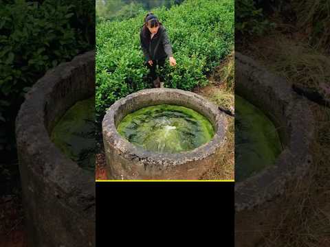 কুয়া বুদবুদে জলে পাম দিয়ে জল বার  করে অসংখ্য মাছ পাই 🤯#ytshorts#shorts