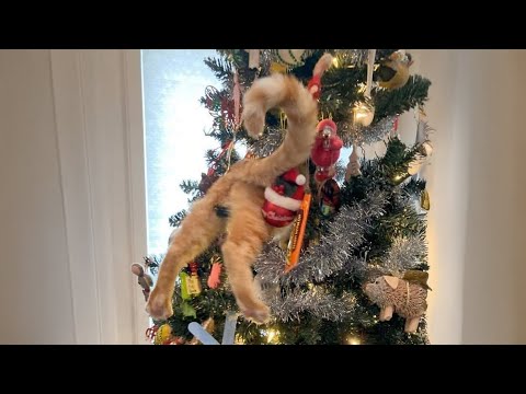 Celebrate Christmas with Adorable & Funny Pets!