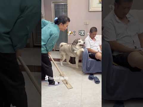 连狗都比你有眼力劲#萌宠出道计划#萌宠成精了 #抖音动物图鉴 #萌宠出道计划 #狗子成精了汪星人