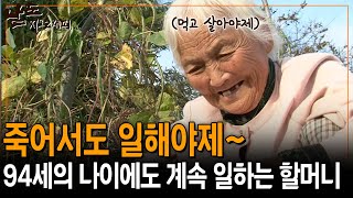 죽어서도 일해야제~ 94세 나이에도 멈추지 않고 일하는 할머니의 인생관 [남도지오그래피] | KBS 2014.11.04