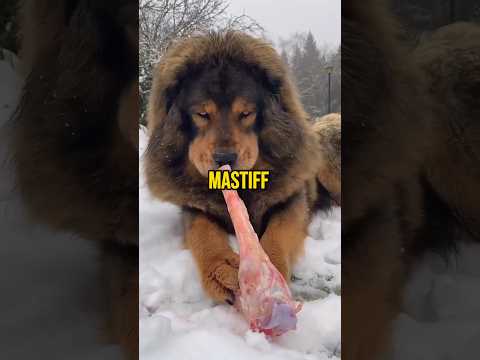 The Dog That Kills Wolves: Tibetan Mastiff ? #animals #shorts #dog #dogs