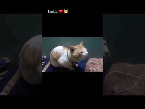 shortvideo#cuteanimals#cuteanimals#youtuber #funny #catlover#youtuber#youtubeshorts#cute #cutepets