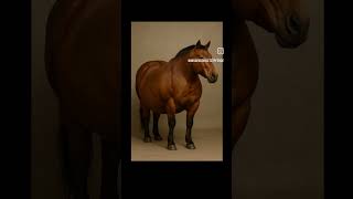 Kaugummi fürs Pferd- KEIN Scherz