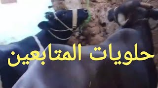 جاموس عشر وعجيل بكاري أول عشر بأجمل الاسعار أتفرجو علي عروض المتابعين ٤/ ٨/ ٢٠٢٥م
