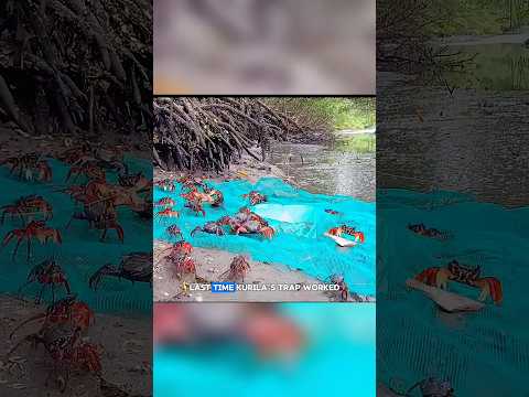 Mangrove Crab Trap – Success or Failure #shorts #fish #fishing