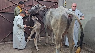 دبابات الجاموس الوالد والعجميات العشار وصلت بمزرعة المعلم واصف الحارون سلالات نادره