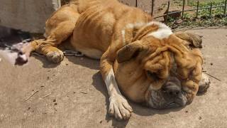 Behind Rusted Bars, He Starved With A Swollen Head While His Family Enjoy Their Comfort Vacation…