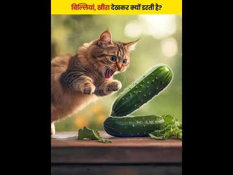 बिल्लियां खीरा देखकर क्यों डरती है? #shorts #animals