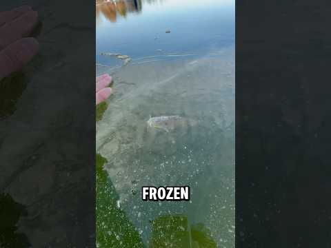 frozen fish part 2 #icefishing #viralvideo #fish #outdoors #shorts