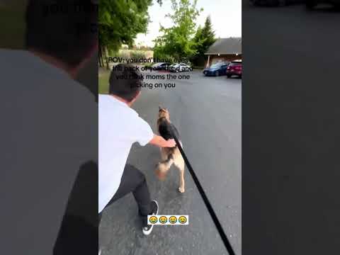 Funny Dog Compilation 😂😅