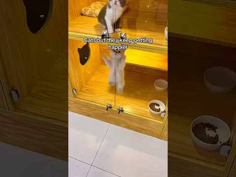 Lvl 10 is just too cute!!😄 #catmemes #kitty #foryou #catlover #memes #happiness