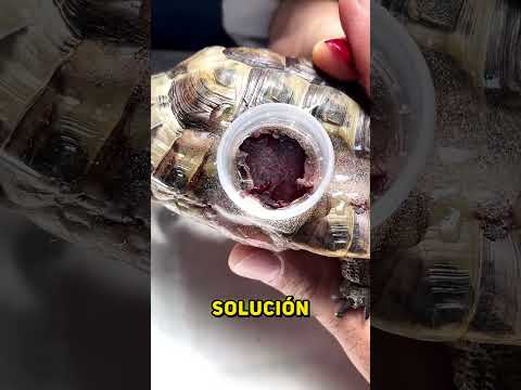 Este VETERINARIO SALVÓ a una TORTUGA 🐢🩷
