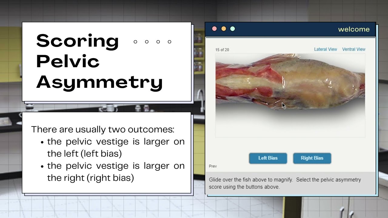 The Virtual Evolution Stickleback Lab Answers: Unlocking the Secrets of Evolution