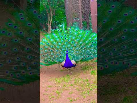 As soon as this peacock hears the sound of rain, it spreads its colorful feathers and starts dancing