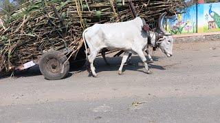 ऊस वातुक