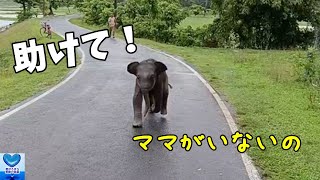 母親とはぐれた赤ちゃん象が人間に助けを求めてきた【感動】